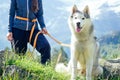 Dog with a woman walking mountains outdoors Royalty Free Stock Photo