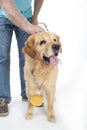 Dog won a golden medal Royalty Free Stock Photo