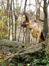 Dog in wood on stones covered with a moss