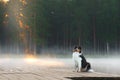 The dog on a wooden bridge on the lake. Tricolor australian shepherd Royalty Free Stock Photo