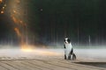 The dog on a wooden bridge on the lake. Tricolor australian shepherd Royalty Free Stock Photo