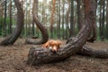 Dog in the forest. Crooked forest in Poland. Pet traveler. Nova Scotia Duck Tolling Retriever for a walk Royalty Free Stock Photo