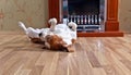 Dog on wooden floor