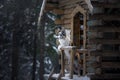 Dog at wooden house in the forest. Marble border collie in nature. Walk with your pet in winter Royalty Free Stock Photo