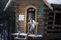 Dog at wooden house in the forest. Marble border collie in nature. Walk with your pet in winter Royalty Free Stock Photo