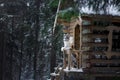 Dog at wooden house in the forest. Marble border collie in nature. Walk with your pet in winter Royalty Free Stock Photo