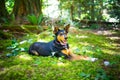 Dog in the woods Royalty Free Stock Photo