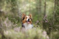 Dog in the woods in the heather. Cute border collie on nature. Walk with your pet Royalty Free Stock Photo