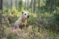 Dog in the woods in the heather. Cute Pit Bull Terrier on nature. Walk with your pet Royalty Free Stock Photo