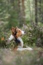 Dog in the woods in the heather. Cute border collie on nature. Walk with your pet Royalty Free Stock Photo