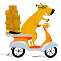 Dog working in the delivery. Pet character scooter driver with b