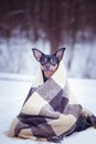 A dog wrapped in a plaid in a winter forest. Zen, meditation, yo Royalty Free Stock Photo