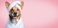 Banner with a happy dog wrapped in a white terry towel on a pink blurred background with space for text or graphic Royalty Free Stock Photo