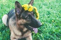 Dog with a wreath of dandelions on the head