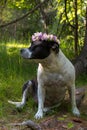 A dog in a wreath of flowers is sitting in nature. Royalty Free Stock Photo