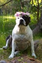 A dog in a wreath of flowers is sitting in nature. Royalty Free Stock Photo