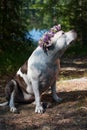 A dog in a wreath of flowers is sitting in nature. Royalty Free Stock Photo