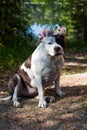 A dog in a wreath of flowers is sitting in nature. Royalty Free Stock Photo