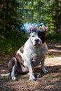 A dog in a wreath of flowers is sitting in nature. Royalty Free Stock Photo