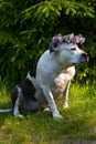 A dog in a wreath of flowers is sitting in nature. Royalty Free Stock Photo