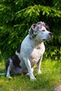 A dog in a wreath of flowers is sitting in nature. Royalty Free Stock Photo