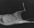 Dog X Ray Distal Femoral Fracture. Puppy Radiograph