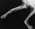 Dog X Ray. Radius and Ulna Fracture Repair with Plate and Screw in Dog