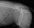 Dog X Ray Showing Hip Luxation Right Leg. Lateral View Royalty Free Stock Photo