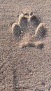 Dog's paw print left on the sand on the beach in Lisbon Royalty Free Stock Photo