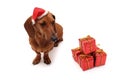 Dog xmas Royalty Free Stock Photo