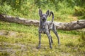 Dog xolo xoloitzcuintli closeup outdoors Royalty Free Stock Photo