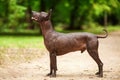 Dog of Xoloitzcuintli breed, mexican hairless dog standing outdoors on summer day Royalty Free Stock Photo