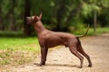 Dog of Xoloitzcuintli breed, mexican hairless dog standing outdoors on summer day