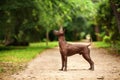 Dog of Xoloitzcuintli breed, mexican hairless dog standing outdoors on summer day Royalty Free Stock Photo