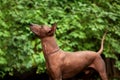 Dog of Xoloitzcuintli breed, mexican hairless dog standing outdoors on summer day Royalty Free Stock Photo