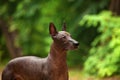 Dog of Xoloitzcuintli breed, mexican hairless dog standing outdoors on summer day Royalty Free Stock Photo