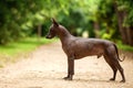 Dog of Xoloitzcuintli breed, mexican hairless dog standing outdoors on summer day Royalty Free Stock Photo