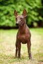 Dog of Xoloitzcuintli breed, mexican hairless dog standing outdoors on summer day Royalty Free Stock Photo