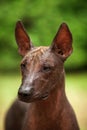 Dog of Xoloitzcuintli breed, mexican hairless dog standing outdoors on summer day Royalty Free Stock Photo