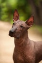 Dog of Xoloitzcuintli breed, mexican hairless dog standing outdoors on summer day Royalty Free Stock Photo