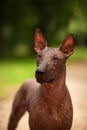 Dog of Xoloitzcuintli breed, mexican hairless dog standing outdoors on summer day Royalty Free Stock Photo