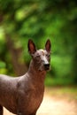 Dog of Xoloitzcuintli breed, mexican hairless dog standing outdoors on summer day Royalty Free Stock Photo