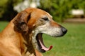 Dog yawning