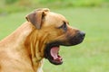 Dog yawning Royalty Free Stock Photo