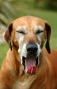 Hund gähnen 