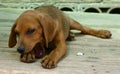 Dog yawning Royalty Free Stock Photo