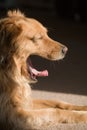 Dog Yawning Royalty Free Stock Photo