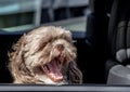 Dog yawning in the back seat of a car