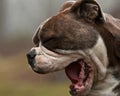 Dog yawning Royalty Free Stock Photo