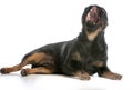 Dog yawning